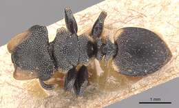 Cephalotes biguttatus (Emery 1890) resmi