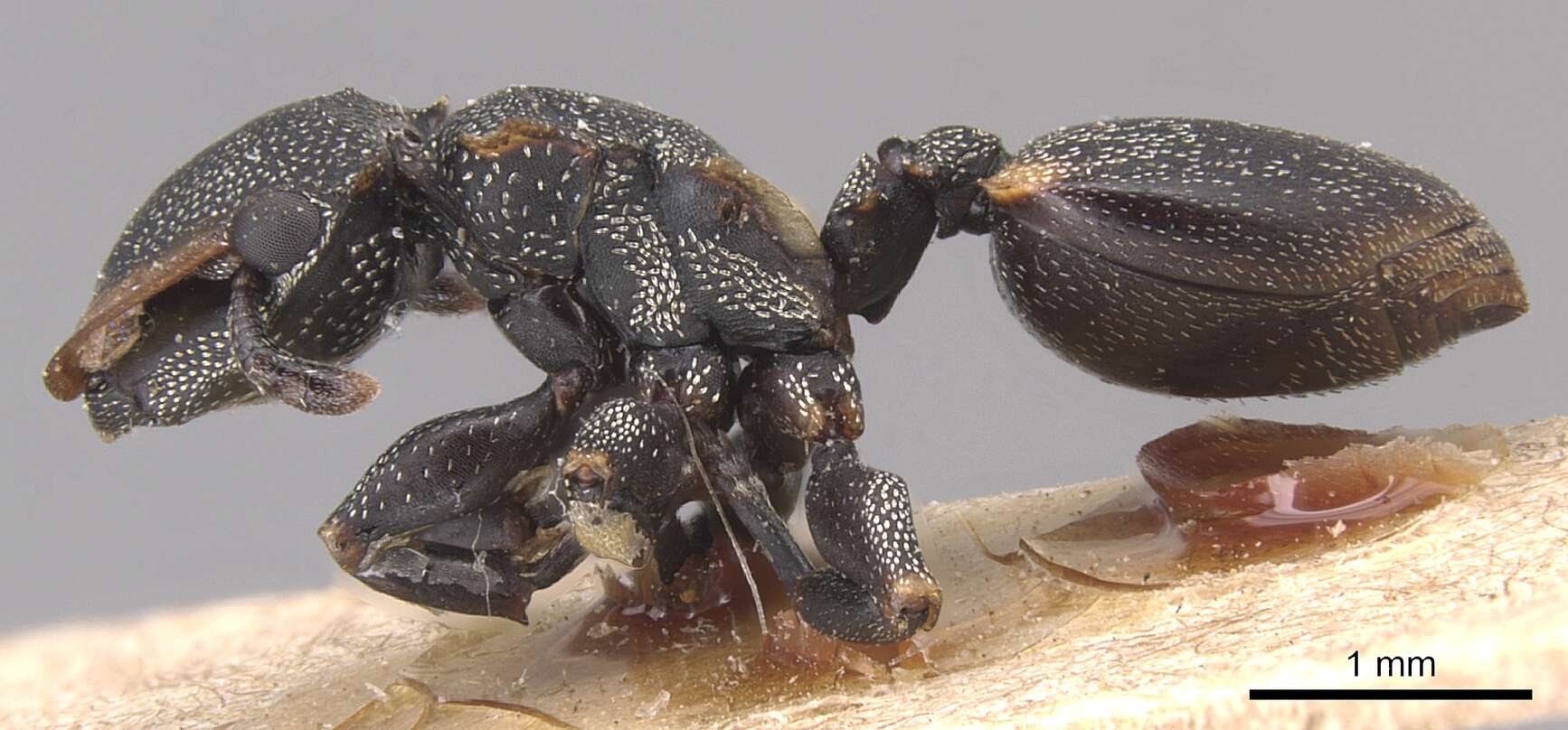 Cephalotes biguttatus (Emery 1890) resmi