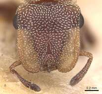 Cephalotes incertus (Emery 1906) resmi