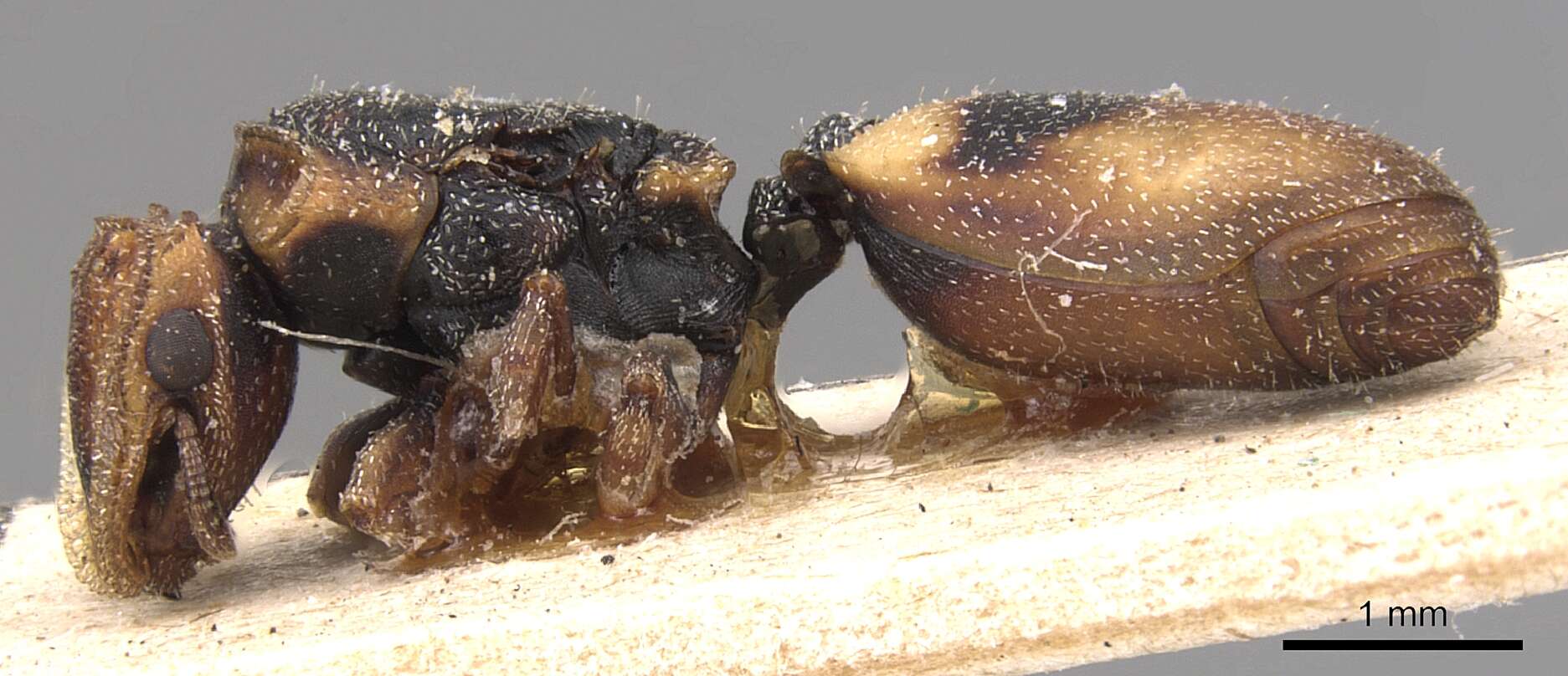 Image of Cephalotes klugi (Emery 1894)