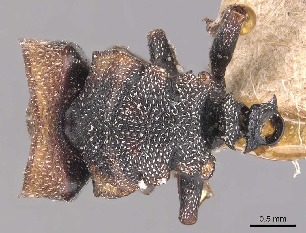 Image of Cephalotes pallidicephalus (Smith 1876)