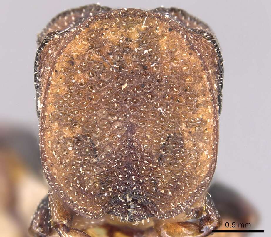 Image of Cephalotes pallidicephalus (Smith 1876)