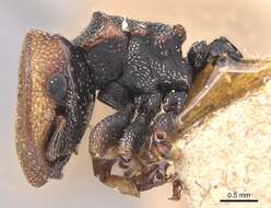 Image of Cephalotes pallidicephalus (Smith 1876)