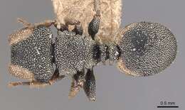 Image of Cephalotes pallidicephalus (Smith 1876)