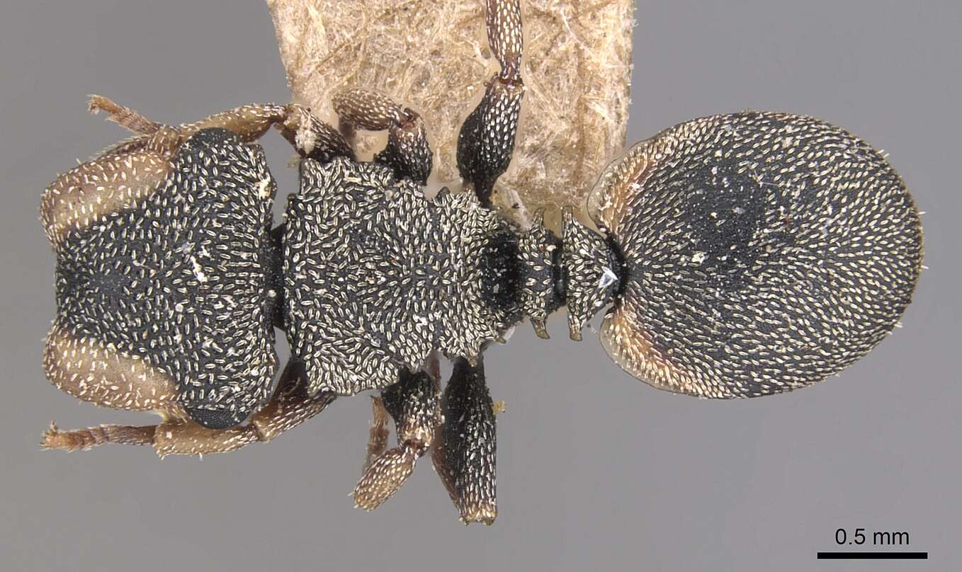 Image of Cephalotes pallidicephalus (Smith 1876)