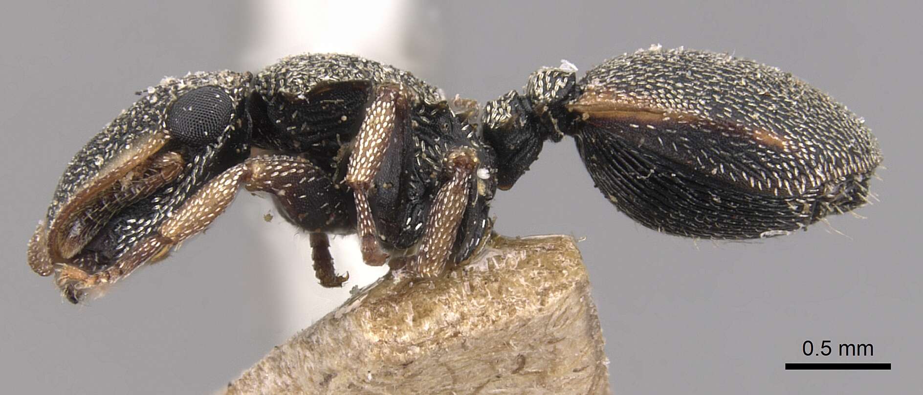 Image of Cephalotes pallidicephalus (Smith 1876)