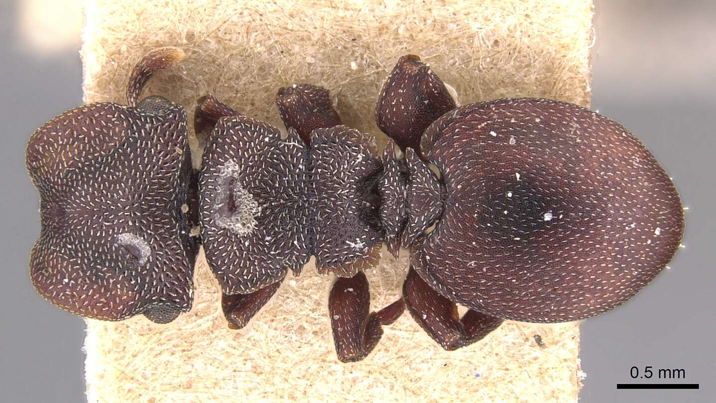 Image of Cephalotes pallens (Klug 1824)