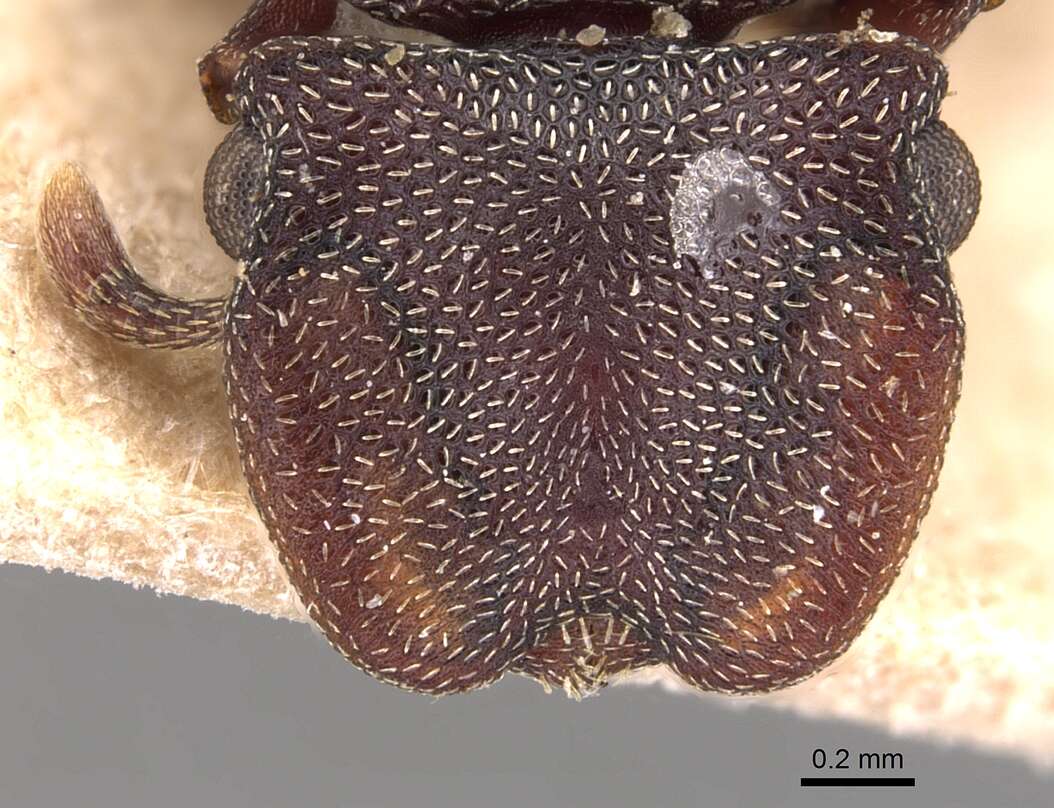 Image of Cephalotes pallens (Klug 1824)