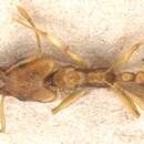 Image of Orectognathus sarasini Emery 1914