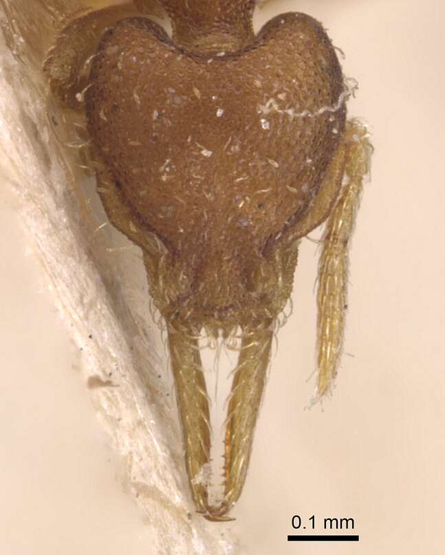Image of Strumigenys eggersi