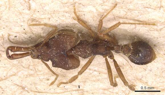 Image of Miniature Trap-jaw Ants