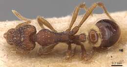 Image of rostrata-group Mustache Ants