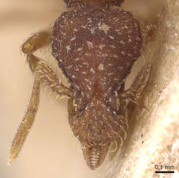 Image of rostrata-group Mustache Ants