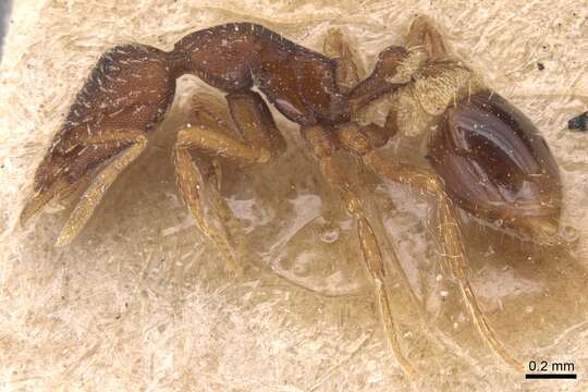 Image of rostrata-group Mustache Ants