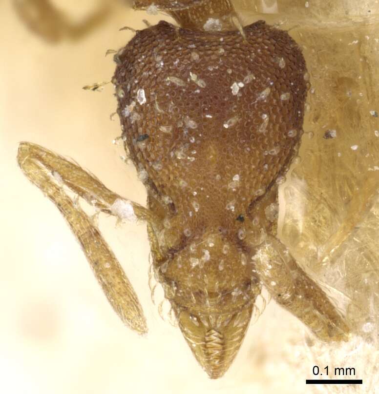 Image of Formicoidea