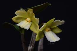 Imagem de Dendrobium derryi Ridl.