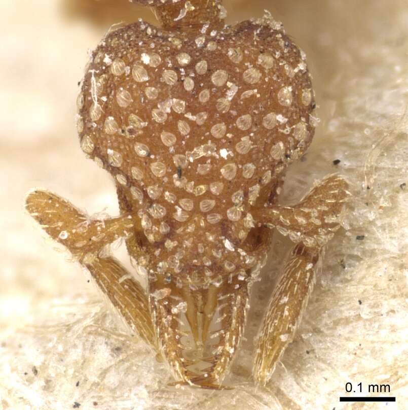 Image of <i>Strumigenys argiola</i>