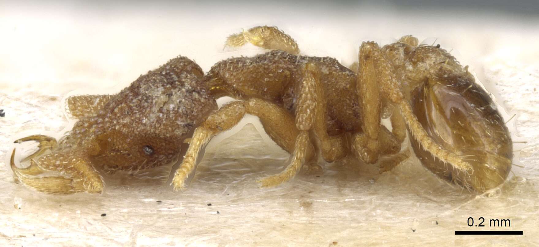 Image of Strumigenys eurycera