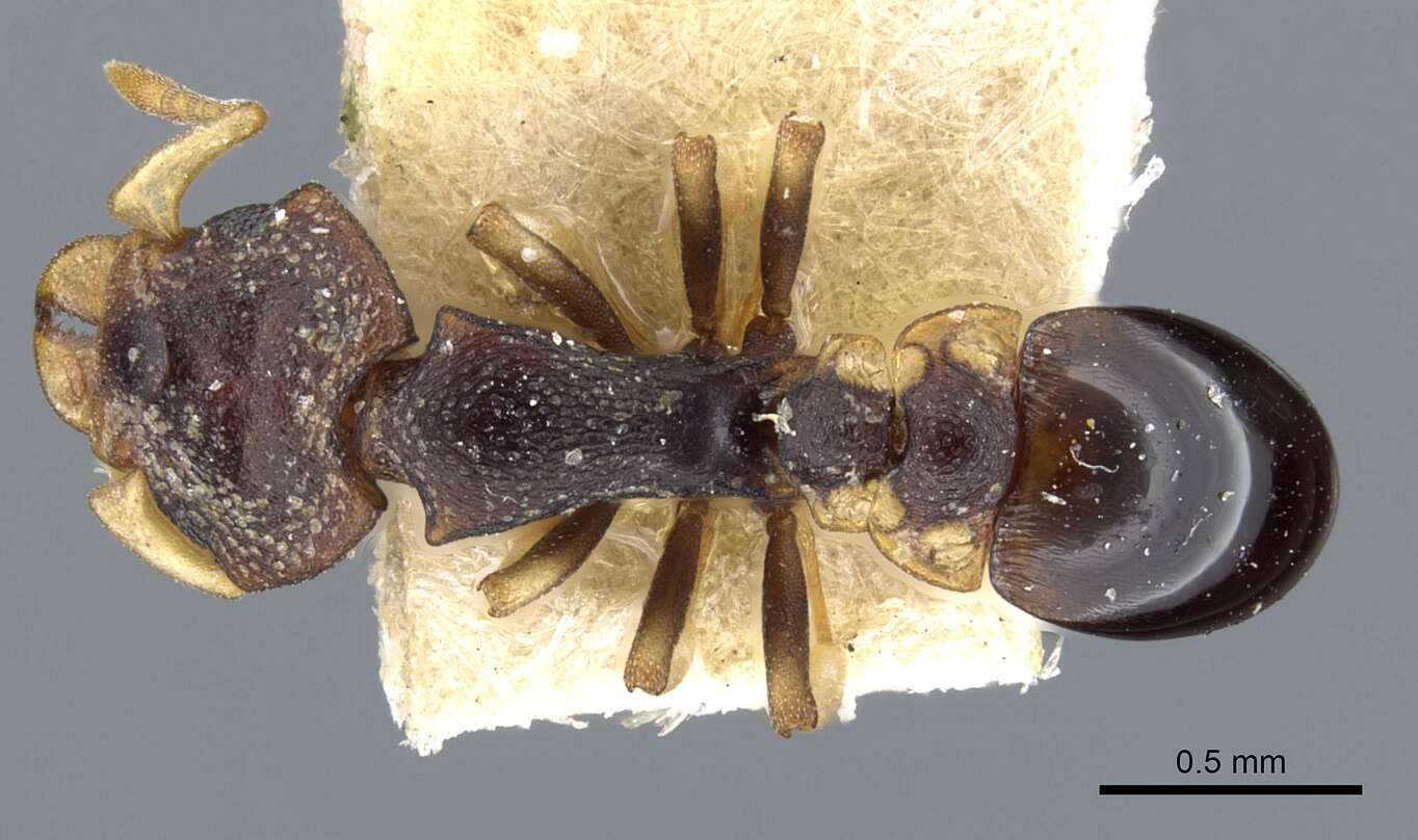 Image of Colobostruma foliacea (Emery 1897)