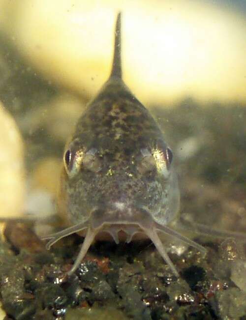 Image de Corydoras paleatus (Jenyns 1842)