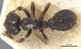 Image of Octostruma batesi (Emery 1894)