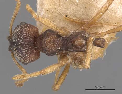 Image de Kalathomyrmex Klingenberg & Brandão