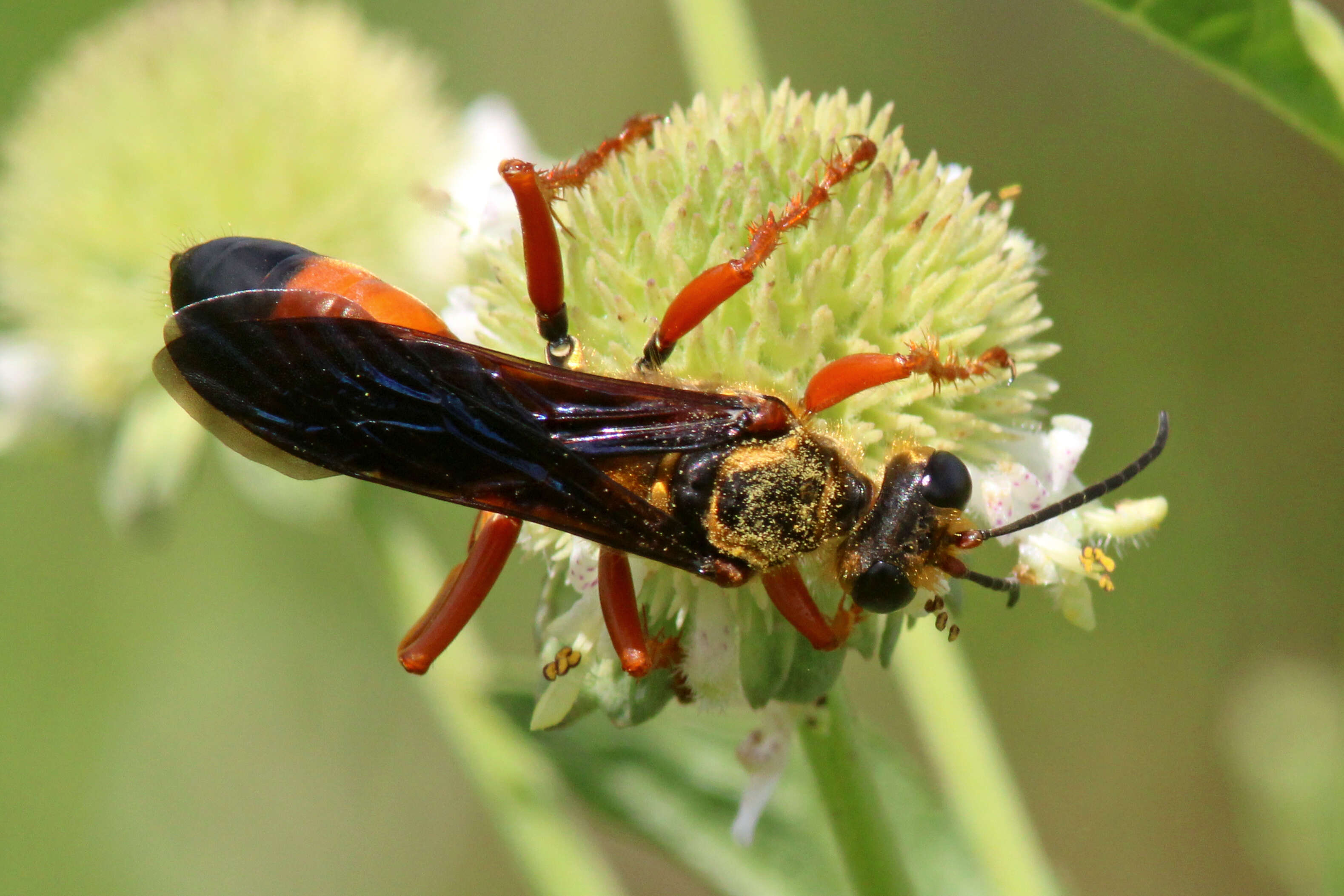 Image of Great Golden Digger Wasp