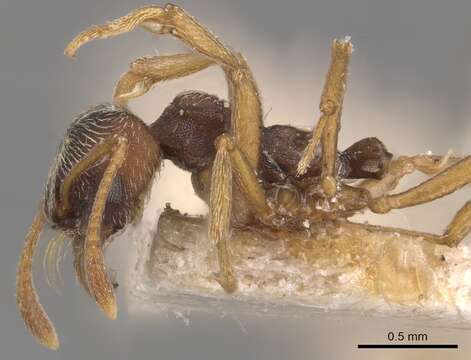 Image of Kalathomyrmex Klingenberg & Brandão