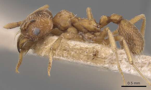 Image of Kalathomyrmex Klingenberg & Brandão