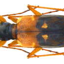 Image of Thopeutica flavilabris (W. Horn 1913)