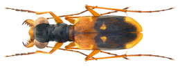 Image of Thopeutica flavilabris (W. Horn 1913)