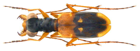 Image of Thopeutica flavilabris (W. Horn 1913)