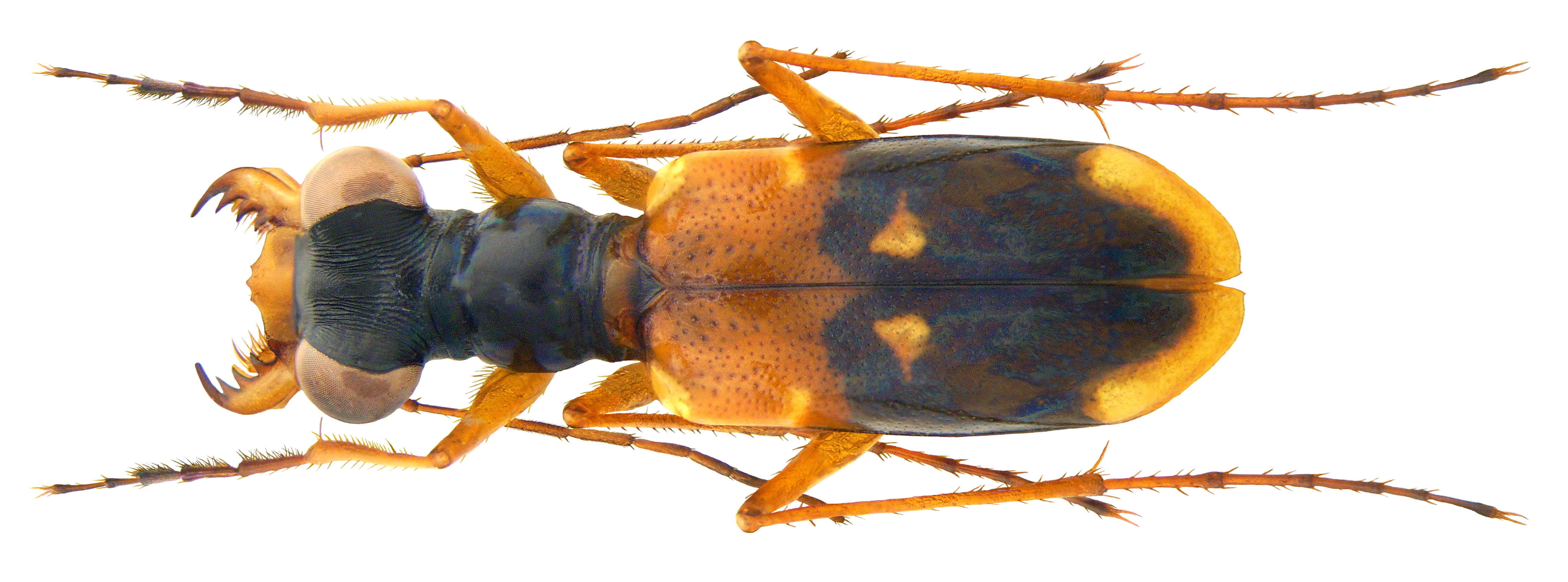 Image of Thopeutica flavilabris (W. Horn 1913)