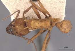 Image of Acromyrmex hystrix (Latreille 1802)