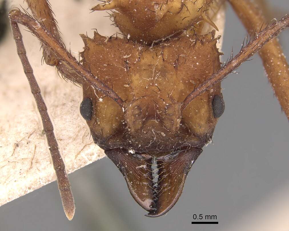 Image of Acromyrmex hystrix (Latreille 1802)