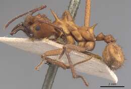 Image of Acromyrmex hystrix (Latreille 1802)