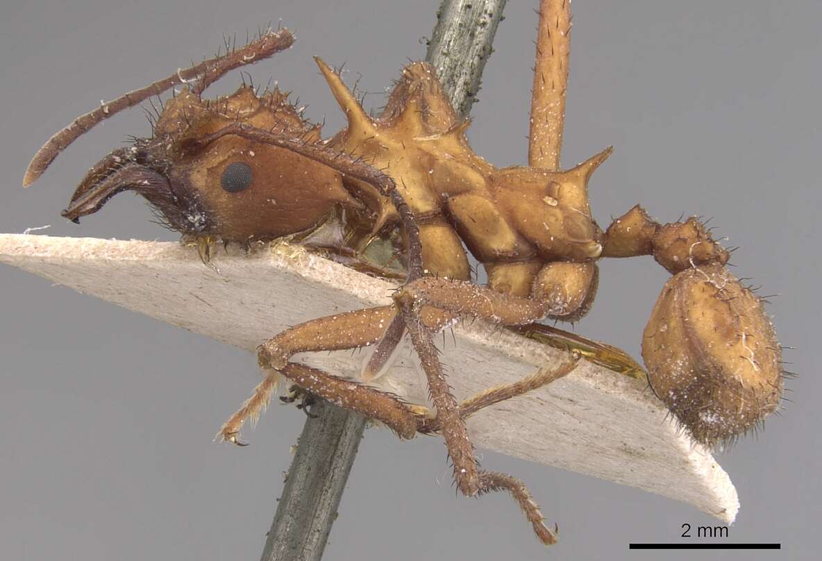 Image of Acromyrmex hystrix (Latreille 1802)