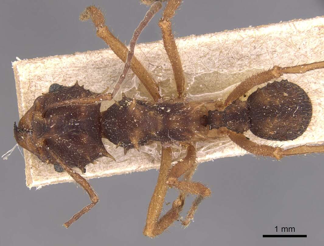 Image of Acromyrmex aspersus (Smith 1858)