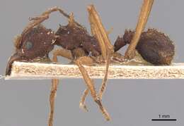 Image of Acromyrmex aspersus (Smith 1858)