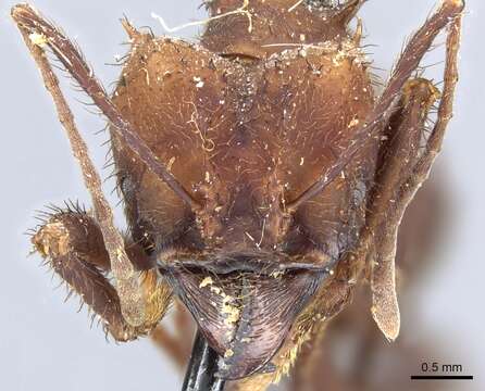 Image of leaf-cutter ants