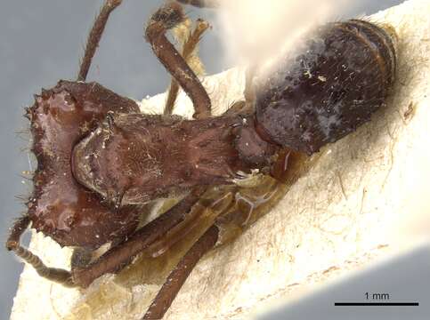 Imagem de Acromyrmex