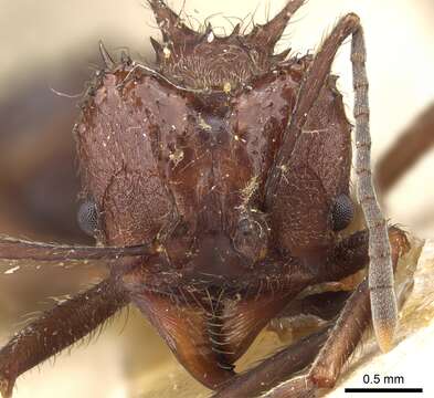 Imagem de Acromyrmex