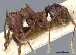 Image of Acromyrmex