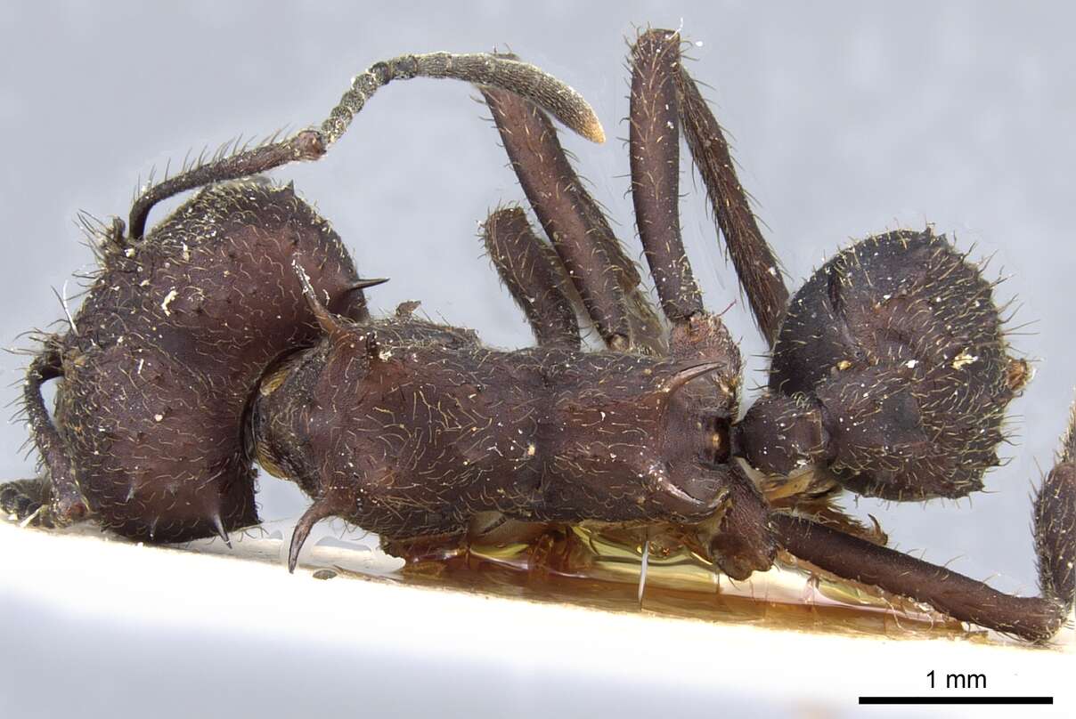 Image of leaf-cutter ants