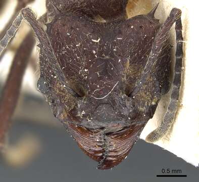 Image of leaf-cutter ants