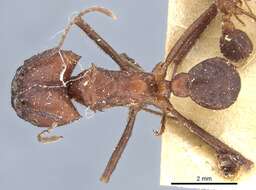 Imagem de Acromyrmex balzani (Emery 1890)