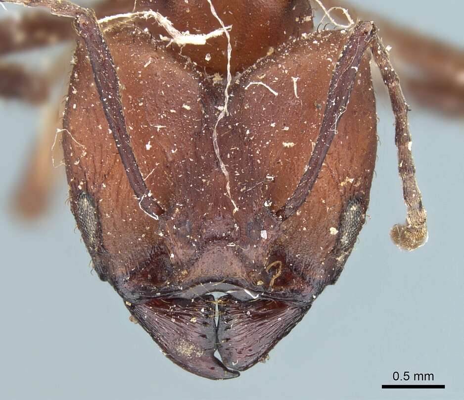 Imagem de Acromyrmex balzani (Emery 1890)