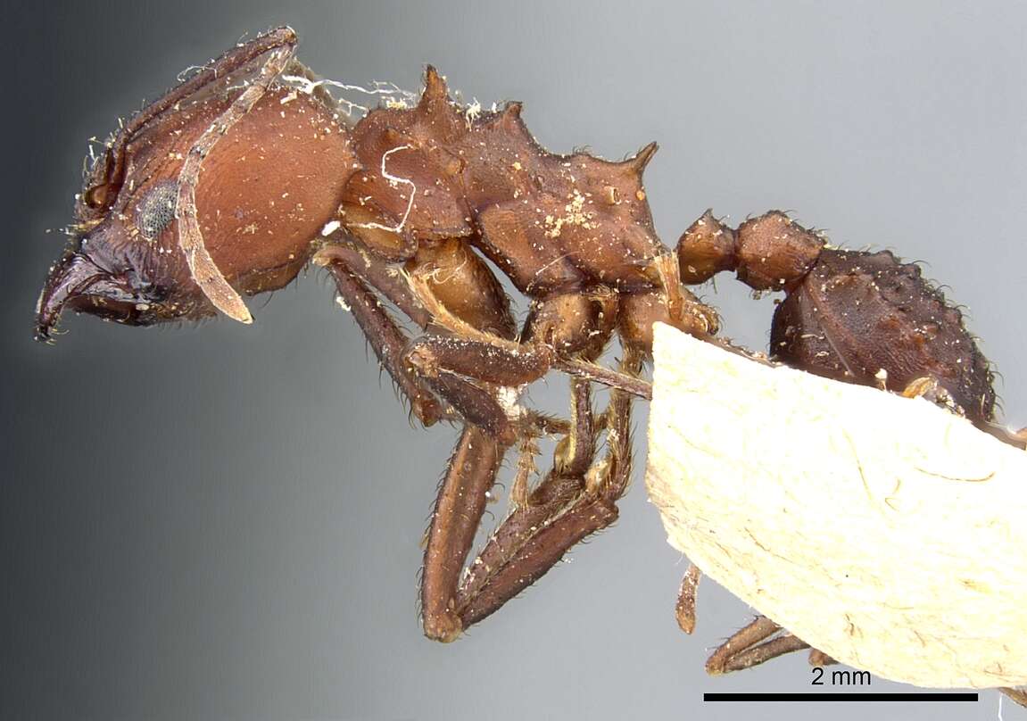 Imagem de Acromyrmex balzani (Emery 1890)