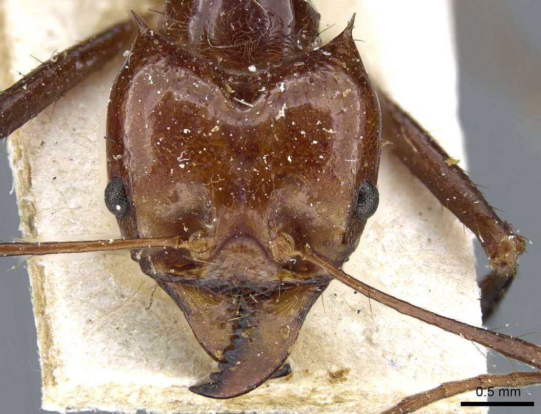 Image of leaf-cutter ants