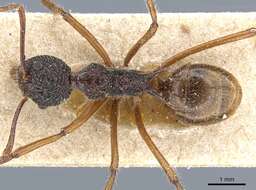 Image of Dolichoderus beccarii Emery 1887